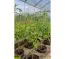 Système d'irrigation pour parterres de jardin, eau du réservoir