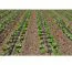 Système d'irrigation pour parterres de jardin, eau du réservoir