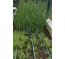 Système d'irrigation pour parterres de jardin, eau du réservoir