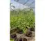 Système d'irrigation pour jusqu'à 40 plantes individuelles, alimentation en eau domestique
